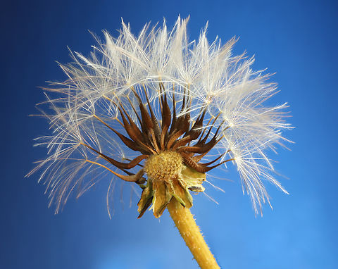Red-Seeded Dandelion or Taraxacum erythrospermum  Geotagged,Red-seeded Dandelion,Spring,Taraxacum erythrospermum,United States