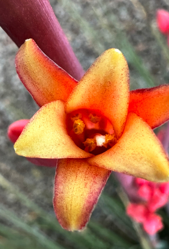 Red Yucca or Hesperalole parviflora  Geotagged,Hesperaloe parviflora,Hesperalole parviflora,Spring,United States