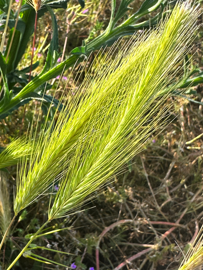 Foxtail Barley grass or Hordeum jubatum Common weed in landscape and causes animals and hikers a lot of discomfort as it works it way under fur and clothes.  Foxtail barley,Geotagged,Hordeum jubatum,Spring,United States