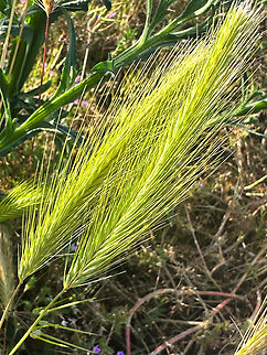 Foxtail Barley grass or Hordeum jubatum Common weed in landscape and causes animals and hikers a lot of discomfort as it works it way under fur and clothes.  Foxtail barley,Geotagged,Hordeum jubatum,Spring,United States
