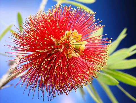 Bottlebrush 'Little John' or Callistemon citrinus f16, .20X, .6 sec two steps Callistemon citrinus,Crimson Bottlebrush