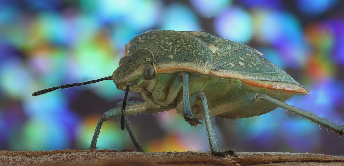 Green stink bug or Chlorochroa sayi  Chlorochroa sayi,Geotagged,Spring,United States