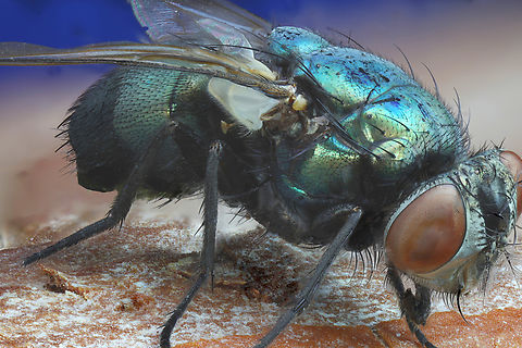 Green Bottle Fly or Lucilia scericata F4, 3.5X, ISO100, 1/20 sec, 45um, 187 steps Common Greenbottle Fly,Common green bottle fly,Geotagged,Lucilia  sericata,Lucilia sericata,Spring,United States
