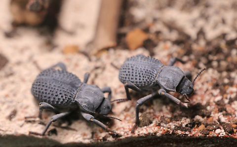 Desert Ironclad Beetle