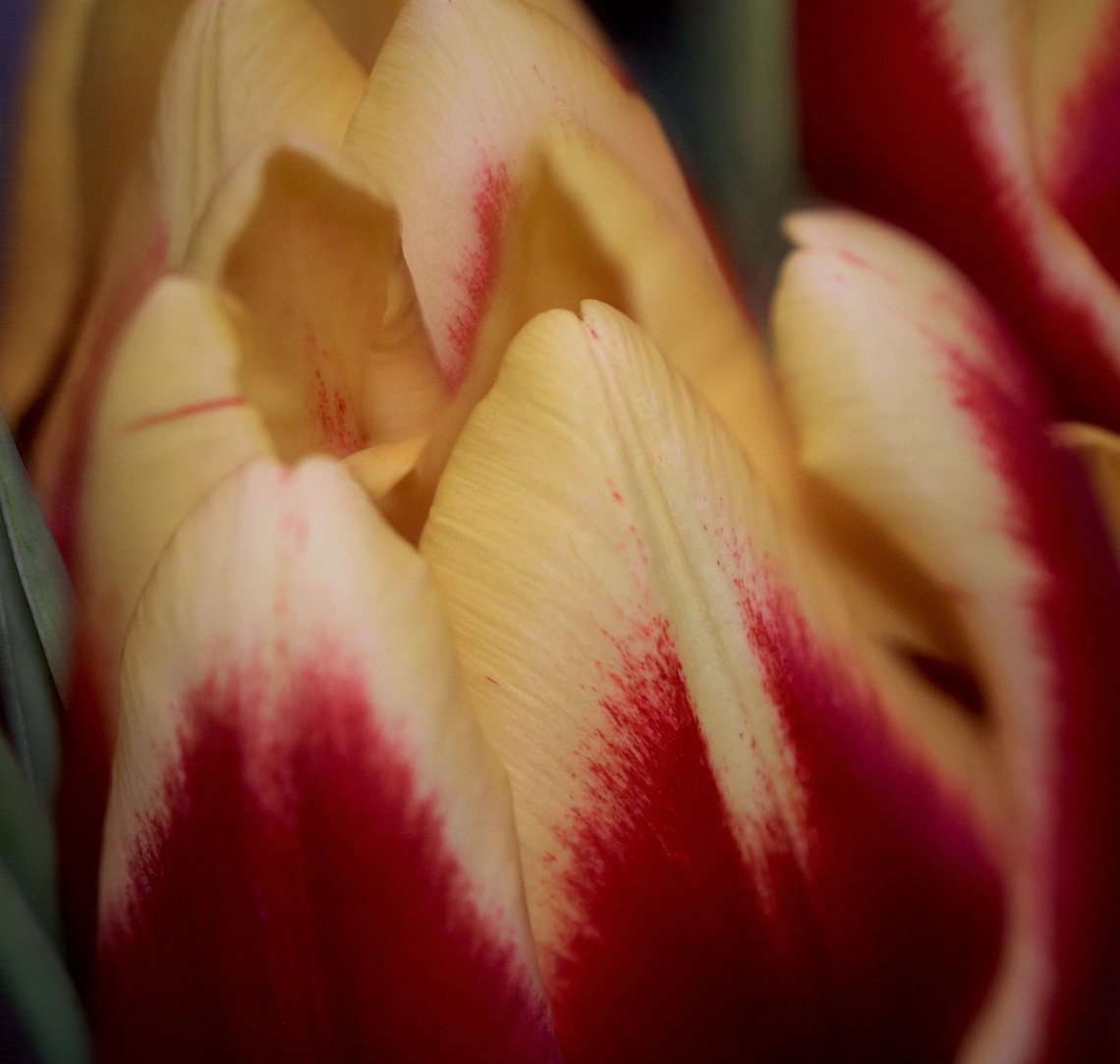Triumph Tulip or Tulipa 'Rambo' Cultivated tulip Geotagged,Spring,Tulip,United States