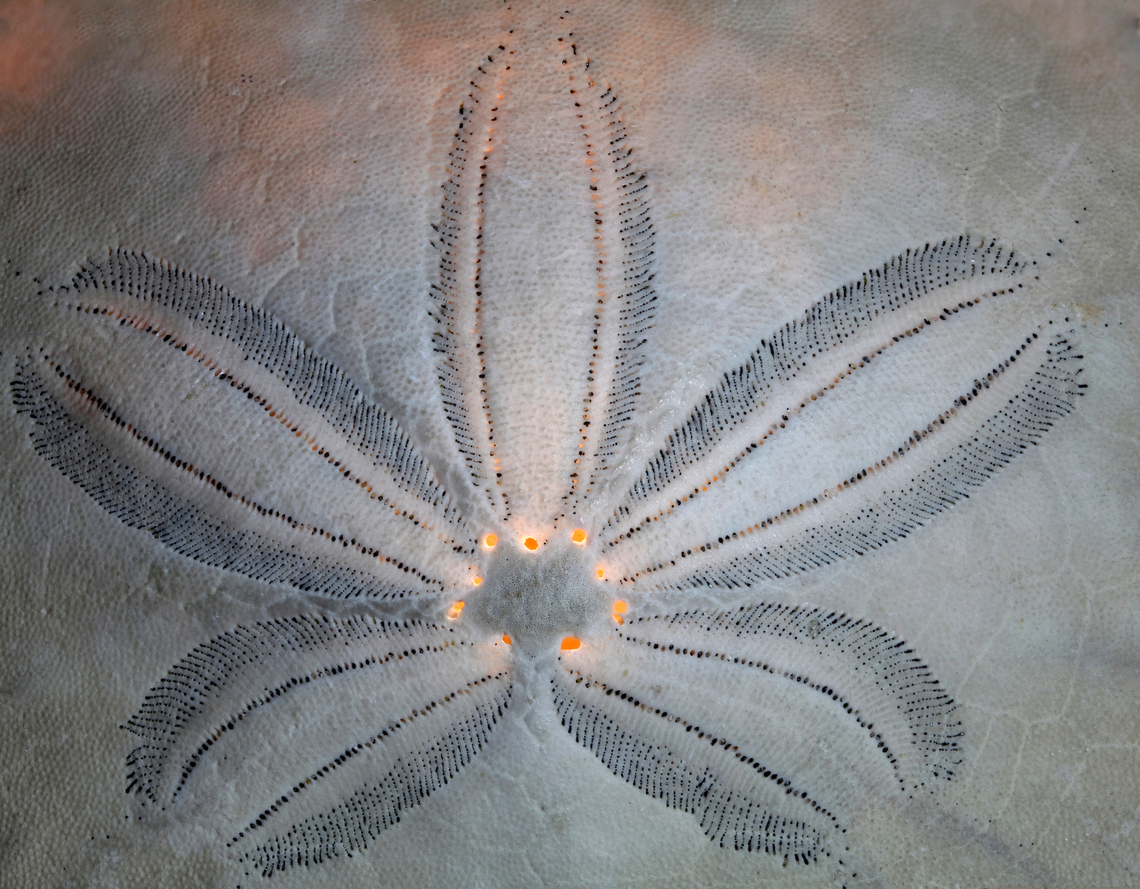 Sand Dollar or Echinarachinius parma f5.6, 0.25X, 200 ISO, 1/4 sec, 10 steps at 1.37mm Common sand dollar,Echinarachnius parma,Geotagged,Invertebrate,Sand Dollar,Spring,United States