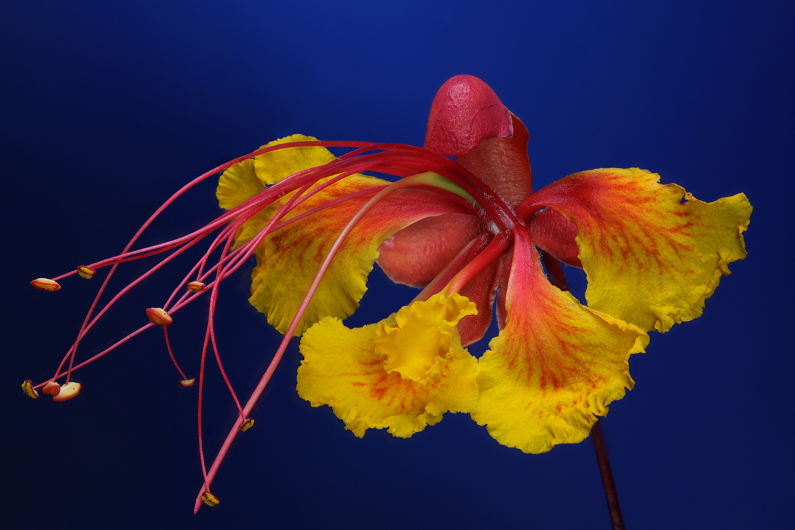 Mexican Bird of Paradise or Erythrostemon mexicana f10 .2X, ISO 200, 1/15, sec, 6.33mm for 8 steps<br />
In my neighbors yard. Erythrostemon mexicanus,Geotagged,Spring