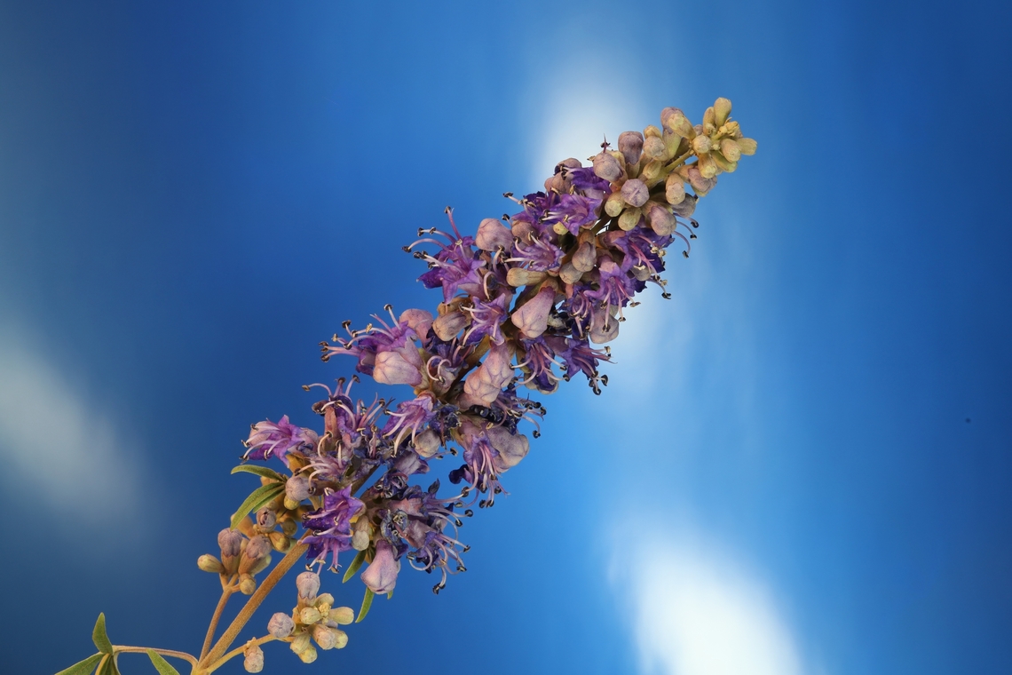 Chasteberry or Vitex agnus-castus  f10, ISO 200, 1:4X, 1/13, 2.155mm, 12 steps<br />
<figure class="photo"><a href="https://www.jungledragon.com/image/149482/chasteberry_or_vitex_agnus-castus_close-up.html" title="Chasteberry or Vitex agnus-castus close-up"><img src="https://s3.amazonaws.com/media.jungledragon.com/images/5803/149482_thumb.jpg?AWSAccessKeyId=05GMT0V3GWVNE7GGM1R2&Expires=1769040010&Signature=DmCIq7Pa5R9C%2Fy5svJ4AUhnNFLE%3D" width="200" height="200" alt="Chasteberry or Vitex agnus-castus close-up f10, ISO 200, 1:4X, 1/13, 2.155mm, 12 steps Geotagged,Spring,United States,Vitex,Vitex agnus-castus" /></a></figure> Geotagged,Spring,United States,Vitex,Vitex agnus-castus