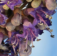 Chasteberry or Vitex agnus-castus close-up f10, ISO 200, 1:4X, 1/13, 2.155mm, 12 steps Geotagged,Spring,United States,Vitex,Vitex agnus-castus