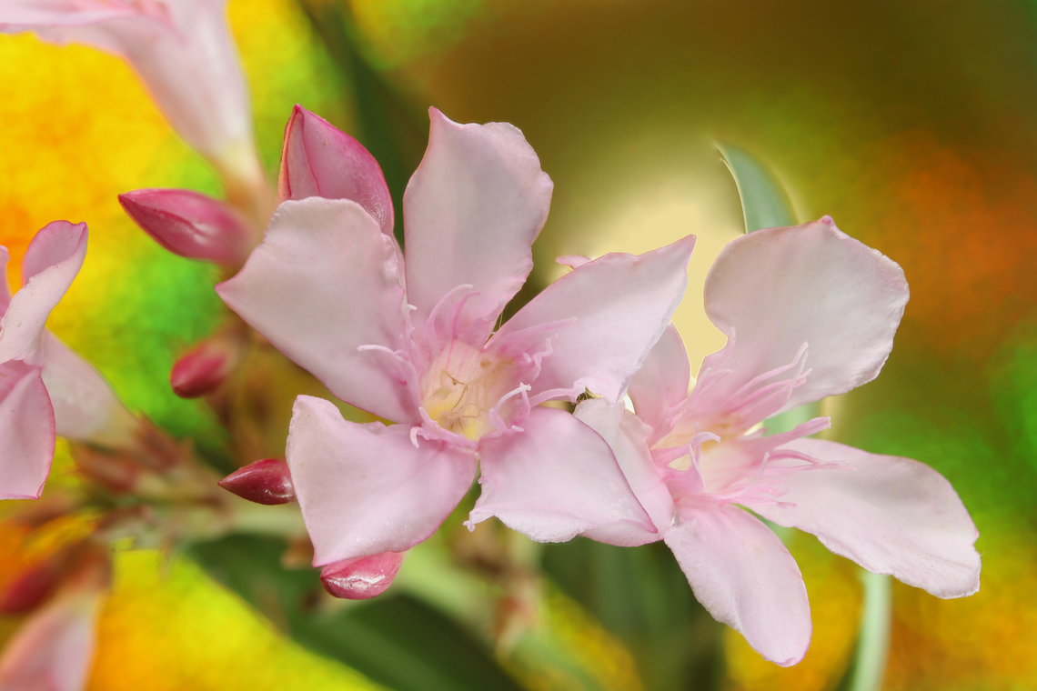 Pink Oleander or Nerium oleander f10, ISO 200, 1:2X, 1/13, 6.335mm at 5 steps Geotagged,Nerium oleander,Oleander,Spring,United States