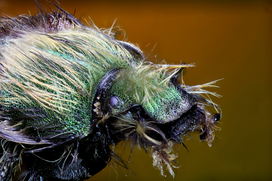 Bumblebee Scarab beetle or possibly Eulasia parleyssei f2.8, 4.5X, ISO 200, 1sec, 20um, 278 steps<br />
A collection from Ukraine Geotagged,Spring,United States