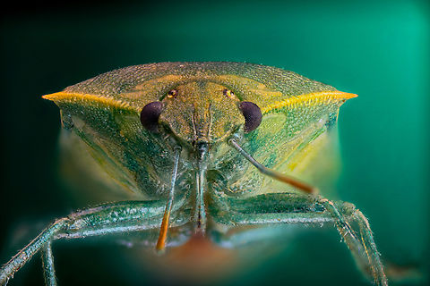Red-shouldered stink bug or Thyanta custator f2.8, 4.5X, 200 ISO, 1/40 sec, 158 steps at 20um Geotagged,Spring,Thyanta custator,United States