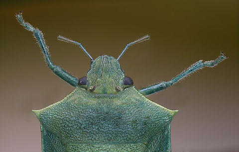 Red-shouldered stink bug or Thyanta custator f4, 3.5X, 100 ISO, 1/20 sec, 77 steps at 46um Geotagged,Red-shouldered Stink Bug,Spring,Thyanta custator,United States