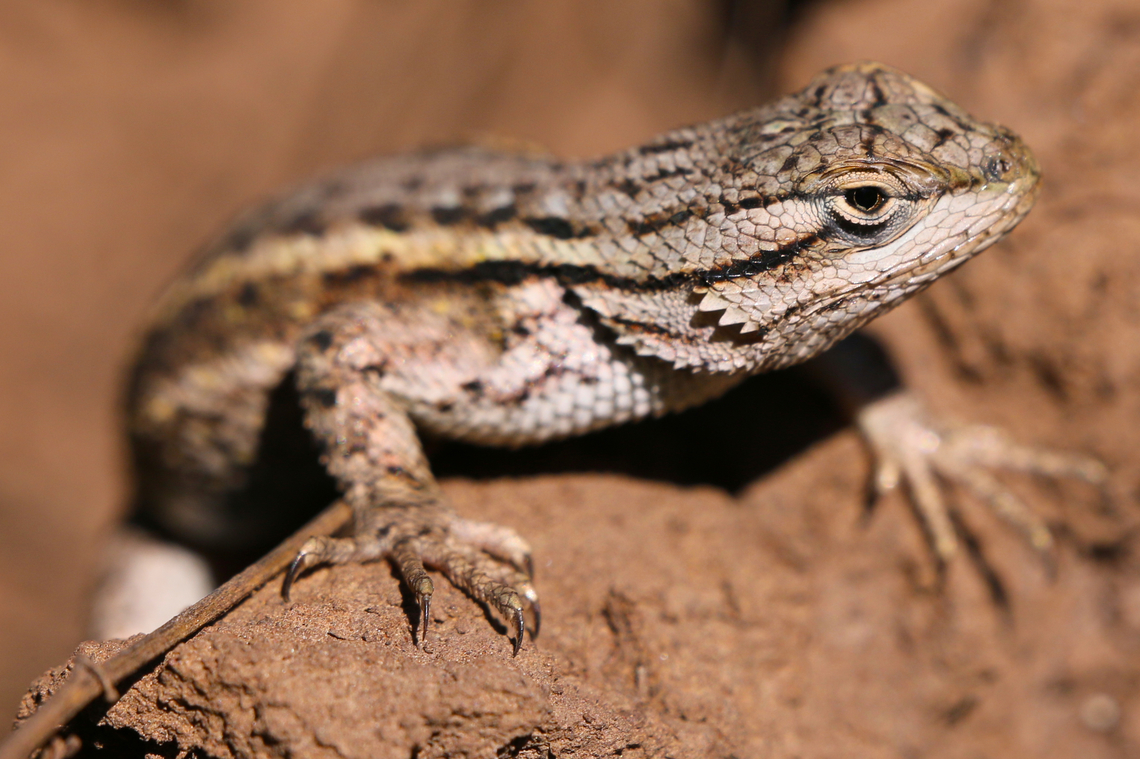 Plateau Fence Lizard or Sceloporus tristichus  Geotagged,Lizard,Plateau Lizard,Sceloporus tristichus,Spring,United States