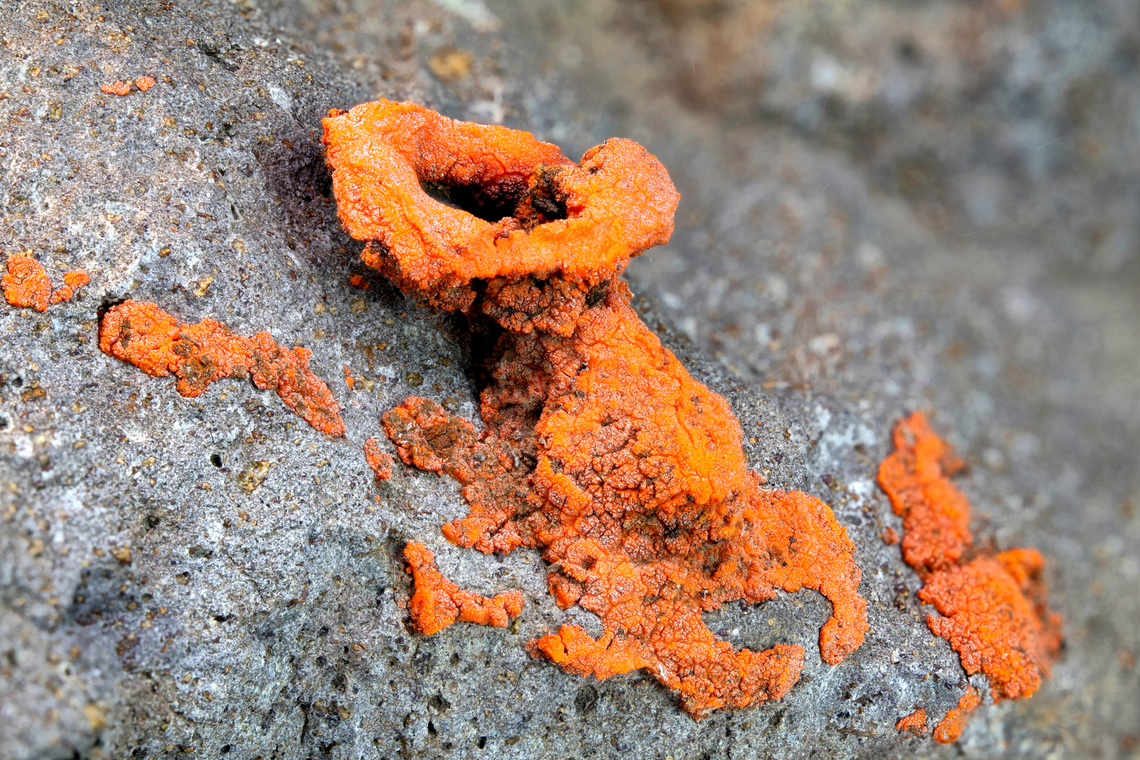 Orange lichen or possibly Squamulea squamosa or Rusavskia elegans Found on a volcanic rock<br />
f9, 1X, 1/6 sec, 100 ISO, 57um, 282 steps Geotagged,Spring,United States,Xanthoria elegans