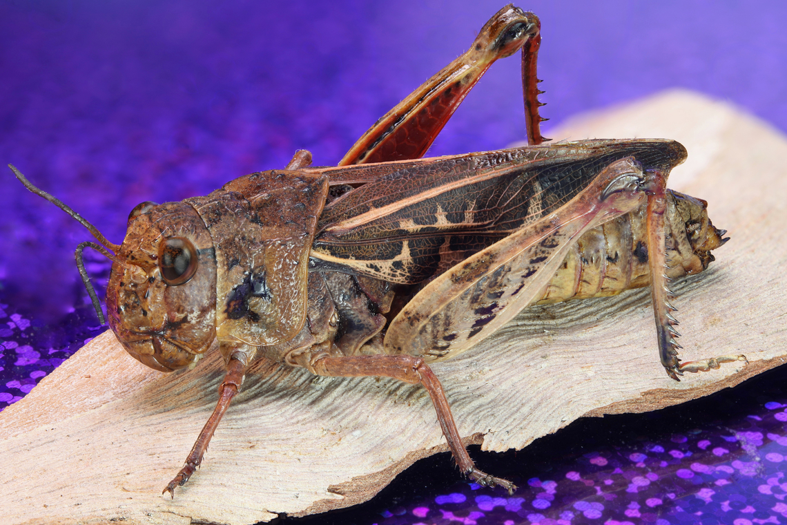 Red-shanked Grasshopper (Xanthippus corallipes) f10, 1:75X, 1/4 sec, 100 ISO, 0.985mm at 27 steps<br />
<br />
<figure class="photo"><a href="https://www.jungledragon.com/image/150222/red-shanked_grasshopper_xanthippus_corallipes_ventral_view_of_hind_foot_claw.html" title="Red-shanked Grasshopper Xanthippus corallipes ventral view of hind foot claw"><img src="https://s3.amazonaws.com/media.jungledragon.com/images/5803/150222_thumb.jpg?AWSAccessKeyId=05GMT0V3GWVNE7GGM1R2&Expires=1759968010&Signature=sTNV0DTxdSaNtgQ%2F30XbUO%2BcJkk%3D" width="200" height="140" alt="Red-shanked Grasshopper Xanthippus corallipes ventral view of hind foot claw  f2.8, EA 16.8, 5X, ISO 160, 1/6sec, 19um at 228 steps<br />
<br />
Red-shanked Grasshopper Xanthippus corallipes<br />
https://www.jungledragon.com/image/150169/red-shanked_grasshopper_xanthippus_corallipes.html Geotagged,Red-shanked Grasshopper,Spring,United States,Xanthippus corallipes" /></a></figure><br />
Image of hind foot claw Geotagged,Grasshopper,Red-shanked Grasshopper,Spring,United States,Xanthippus corallipes