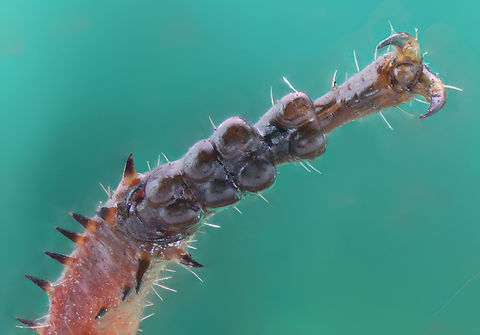 Red-shanked Grasshopper Xanthippus corallipes ventral view of hind foot claw  f2.8, EA 16.8, 5X, ISO 160, 1/6sec, 19um at 228 steps

Red-shanked Grasshopper Xanthippus corallipes
https://www.jungledragon.com/image/150169/red-shanked_grasshopper_xanthippus_corallipes.html Geotagged,Red-shanked Grasshopper,Spring,United States,Xanthippus corallipes