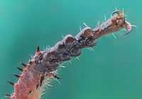 Red-shanked Grasshopper Xanthippus corallipes ventral view of hind foot claw  f2.8, EA 16.8, 5X, ISO 160, 1/6sec, 19um at 228 steps<br />
<br />
Red-shanked Grasshopper Xanthippus corallipes<br />
https://www.jungledragon.com/image/150169/red-shanked_grasshopper_xanthippus_corallipes.html Geotagged,Red-shanked Grasshopper,Spring,United States,Xanthippus corallipes