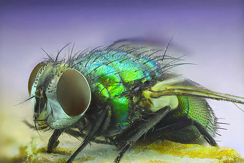Green Bottle Fly or Lucilia scericata F4, 3.5X, ISO100, 1/20sec, 45um, 187 steps Common Greenbottle Fly,Common green bottle fly,Geotagged,Spring,United States
