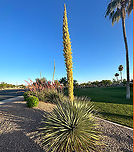Desert spoon or Dasylirion wheeleri A common landscape plant in Southern Arizona. This 'spike' is about 15 feet high and is a haven for several bees species other insect and hummingbirds as they gather nectar and pollen. If you watch the video you can hear in the background the cooing of a Mourning Dove.<br />
https://youtube.com/shorts/J3ES5FEbazk?feature=share<br />
 Dasylirion wheeleri,Geotagged,Spring,United States