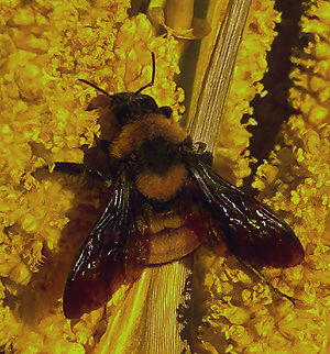 Sonoran bumble bee or Bombus sonorus https://youtube.com/shorts/J3ES5FEbazk
 Bombus sonorus,Geotagged,Spring,United States
