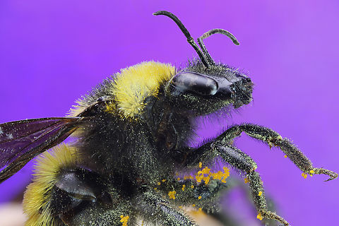 Sonoran Bumble Bee or Bumbus sonorus f6.3, 2X, ISO100, 1/13sec, 157u at 53 steps
This bee was covered in pollen from wallering in the Desert spoon or Dasylirion wheeleri flower spike that was about 15 feet long. If you zoom into the pollen on the bees leg you can see its surface features.
https://www.jungledragon.com/image/151225/sonoran_bumble_bee_or_bumbus_sonorus_parallel-glasses_view.html
https://youtube.com/shorts/J3ES5FEbazk?feature=share
https://www.jungledragon.com/image/150350/desert_spoon_or_dasylirion_wheeleri.html Bombus sonorus,Geotagged,Summer,United States