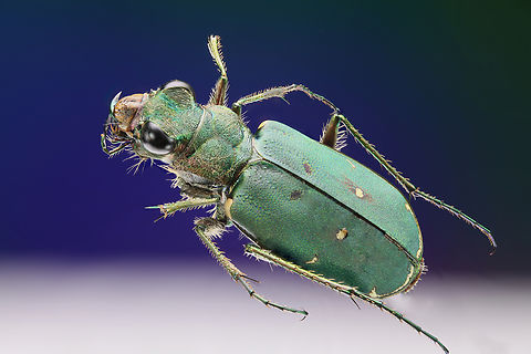 Green Tiger beetle native to Ukraine or Cicindela campestris f6.3, 1.5X, ISO100, 1/8sec, 193u at 59 steps Cicindela campestris,Geotagged,Green Tiger Beetle,Summer,Tiger beetle,United States,beetle