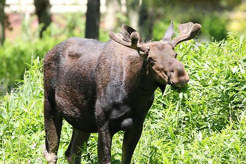 Shiras Moose of Alces alces Was taken 20 yards from my brother's cabin in Island Park, Idaho. After munching for several minutes, it bedded down for an afternoon rest for several hours. Its velvet antlers will fully mature then break off in winter.
https://www.jungledragon.com/image/151143/yellowstone_shira_moose_or_alces_alces.html
 Alces alces,Geotagged,Moose,Summer,United States