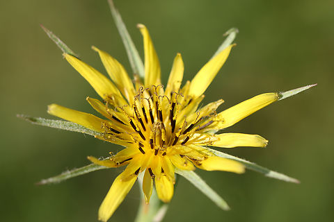 Goat's Beard or Tragopogon dubius Geotagged,Summer,Tragopogon dubius,United States,Western salsify,wild flower