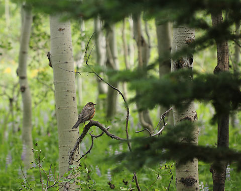 American Robin or Turdus migratorius  American Robin,Geotagged,Summer,Turdus migratorius,United States
