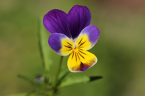 Wild Pansy or Viola tricolor Island Park, Idaho Geotagged,Heartsease,Pansy,Summer,United States,Viola tricolor,wild flower