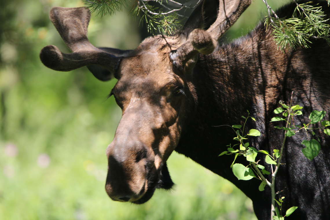 Yellowstone Shira Moose or Alces alces In my brother&#039;s back yard Alces alces,Geotagged,Moose,Summer,United States