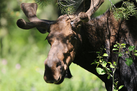 Yellowstone Shira Moose or Alces alces In my brother's back yard Alces alces,Geotagged,Moose,Summer,United States