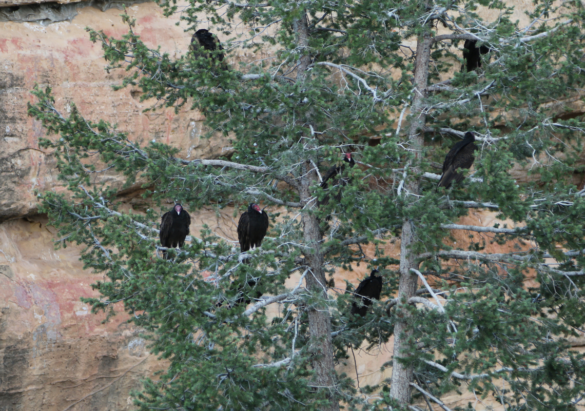 Turkey Vultures or Cathartes aura When a group of vultures are nesting they are called a committee, while feeding a wake and flying in formation a kettle. This committee began roosting about 8:00 pm at the Mesa Verde indian ruins in New Mexico. There were over a dozen in neighboring trees. They have some nasty habits of vomiting on their rotting prey and urinating on themselves to keep cool. Not someone you want to kiss! Cathartes aura,Geotagged,Summer,Turkey Vulture,Turkey vulture,United States