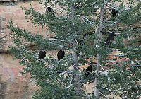 Turkey Vultures or Cathartes aura When a group of vultures are nesting they are called a committee, while feeding a wake and flying in formation a kettle. This committee began roosting about 8:00 pm at the Mesa Verde indian ruins in New Mexico. There were over a dozen in neighboring trees. They have some nasty habits of vomiting on their rotting prey and urinating on themselves to keep cool. Not someone you want to kiss! Cathartes aura,Geotagged,Summer,Turkey Vulture,Turkey vulture,United States