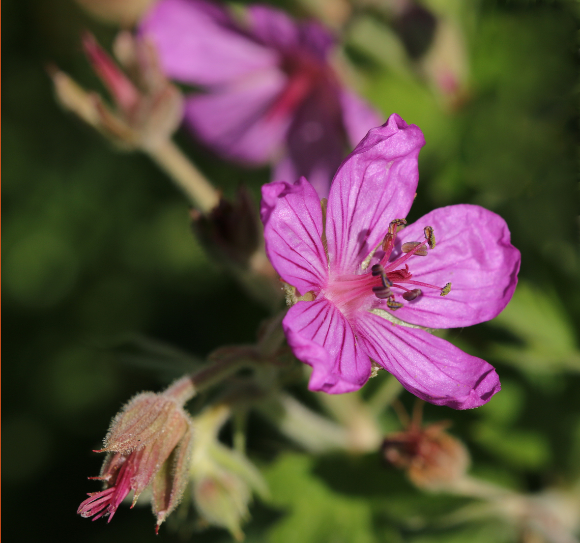 Sticky purple geranium or Geranium viscosissimum Island Park, Idaho near Yellowstone, USA<br />
<figure class="photo"><a href="https://www.jungledragon.com/image/151156/sticky_purple_geranium_or_geranium_viscosissimum.html" title="Sticky purple geranium or Geranium viscosissimum"><img src="https://s3.amazonaws.com/media.jungledragon.com/images/5803/151156_thumb.JPG?AWSAccessKeyId=05GMT0V3GWVNE7GGM1R2&Expires=1763596810&Signature=NBITEMOFS4PmAfqQV2AEBK8YXcE%3D" width="200" height="134" alt="Sticky purple geranium or Geranium viscosissimum Island Park, Idaho near Yellowstone, USA Geotagged,Geranium viscosissimum,Sticky purple Geranium,Summer,United States" /></a></figure> Geotagged,Geranium viscosissimum,Sticky purple Geranium,Summer,United States