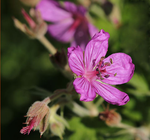 Sticky purple geranium or Geranium viscosissimum Island Park, Idaho near Yellowstone, USA
https://www.jungledragon.com/image/151156/sticky_purple_geranium_or_geranium_viscosissimum.html Geotagged,Geranium viscosissimum,Sticky purple Geranium,Summer,United States