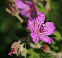 Sticky purple geranium or Geranium viscosissimum Island Park, Idaho near Yellowstone, USA<br />
https://www.jungledragon.com/image/151156/sticky_purple_geranium_or_geranium_viscosissimum.html Geotagged,Geranium viscosissimum,Sticky purple Geranium,Summer,United States