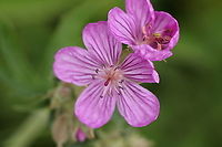 Sticky purple geranium or Geranium viscosissimum Island Park, Idaho near Yellowstone, USA Geotagged,Geranium viscosissimum,Sticky purple Geranium,Summer,United States