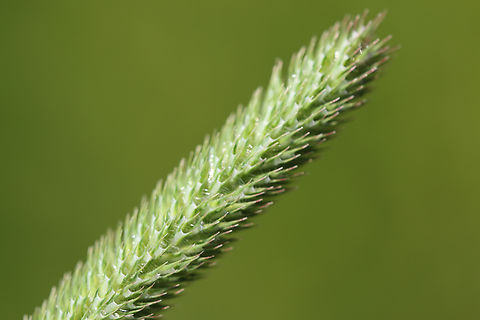 Timothy grass or Phleum pratense  Geotagged,Phleum pratense,Summer,Timothy grass,United States