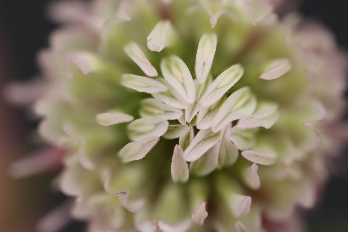 Alsike clover or Trifolium hybrdum L  Alsike clover,Geotagged,Summer,Trifolium hybridum,United States