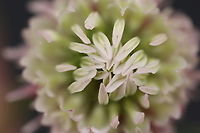 Alsike clover or Trifolium hybrdum L  Alsike clover,Geotagged,Summer,Trifolium hybridum,United States