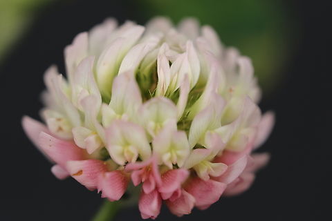 Alsike clover or Trifolium hybrdum L. https://www.jungledragon.com/image/151160/alsike_clover_or_trifolium_hybrdum_l.html Alsike clover,Geotagged,Summer,Trifolium hybridum,United States