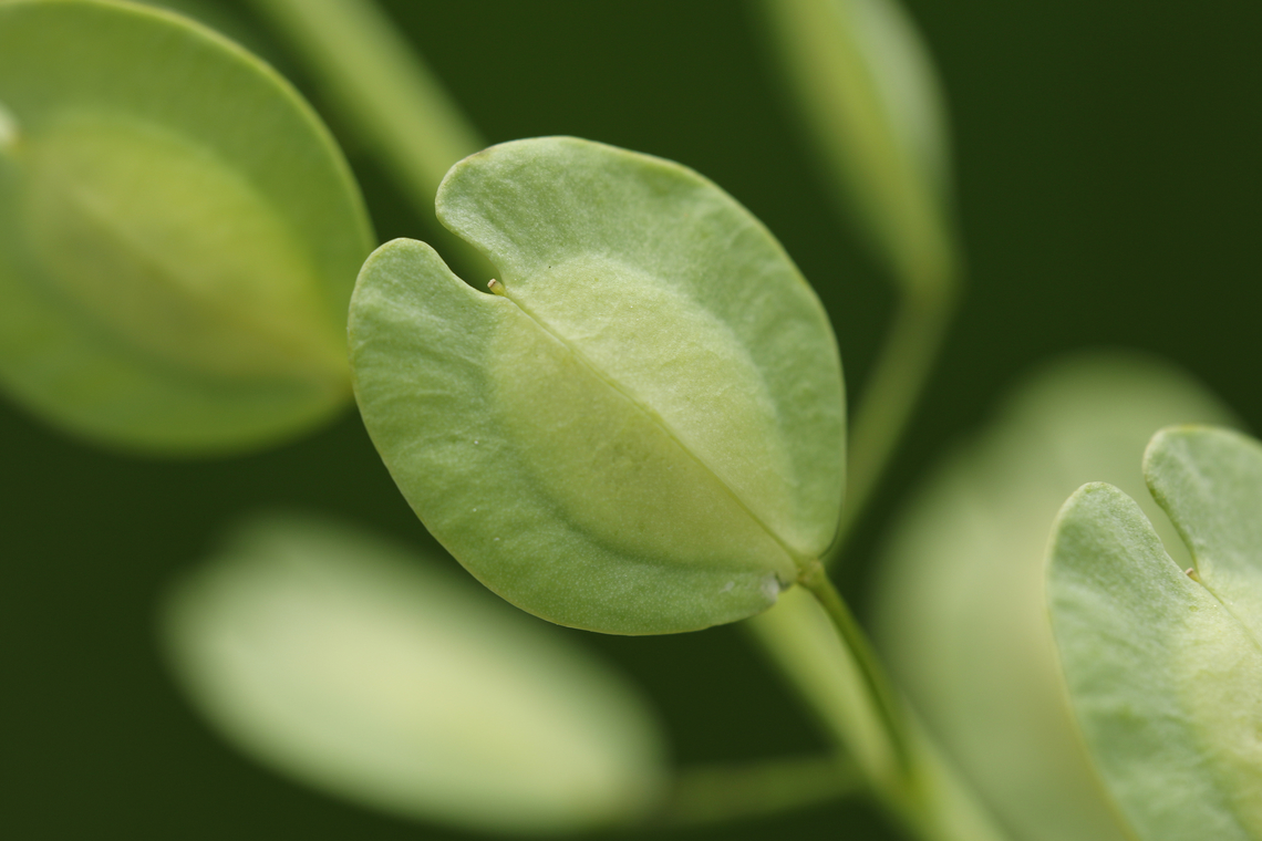 Thlaspi arvense  Field Penny-Cress,Geotagged,Summer,Thlaspi arvense,United States