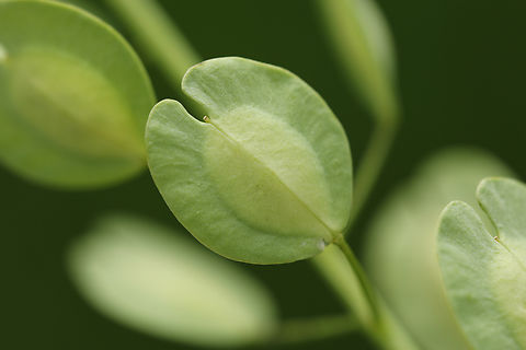 Thlaspi arvense  Field Penny-Cress,Geotagged,Summer,Thlaspi arvense,United States