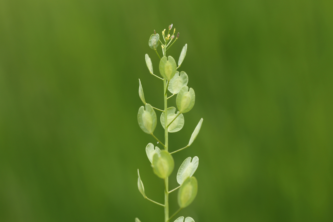 Thlaspi arvense <figure class="photo"><a href="https://www.jungledragon.com/image/151162/thlaspi_arvense.html" title="Thlaspi arvense"><img src="https://s3.amazonaws.com/media.jungledragon.com/images/5803/151162_thumb.JPG?AWSAccessKeyId=05GMT0V3GWVNE7GGM1R2&Expires=1769040010&Signature=Xy%2FSq27VrCRXEuY03e9WI6zSTPY%3D" width="200" height="134" alt="Thlaspi arvense  Field Penny-Cress,Geotagged,Summer,Thlaspi arvense,United States" /></a></figure> Field Penny-Cress,Geotagged,Summer,Thlaspi arvense,United States