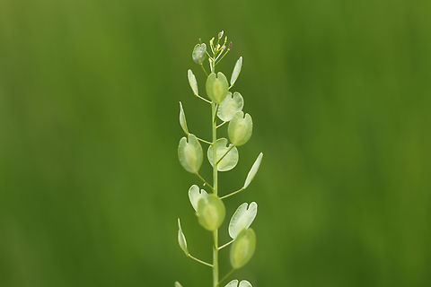 Thlaspi arvense https://www.jungledragon.com/image/151162/thlaspi_arvense.html Field Penny-Cress,Geotagged,Summer,Thlaspi arvense,United States