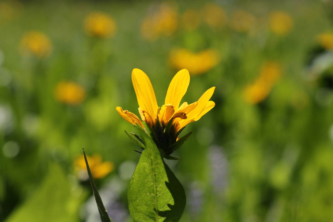 Arrowleaf Balsamroot or Balsamorhiza sagittata <figure class="photo"><a href="https://www.jungledragon.com/image/151166/arrowleaf_balsamroot_or_balsamorhiza_sagittata.html" title="Arrowleaf Balsamroot or Balsamorhiza sagittata"><img src="https://s3.amazonaws.com/media.jungledragon.com/images/5803/151166_thumb.JPG?AWSAccessKeyId=05GMT0V3GWVNE7GGM1R2&Expires=1767225610&Signature=lx%2BUp34wMYSZR38k1nwwRujKx8k%3D" width="200" height="134" alt="Arrowleaf Balsamroot or Balsamorhiza sagittata  Balsamorhiza sagittata,Geotagged,Summer,United States" /></a></figure> Balsamorhiza sagittata,Geotagged,Summer,United States