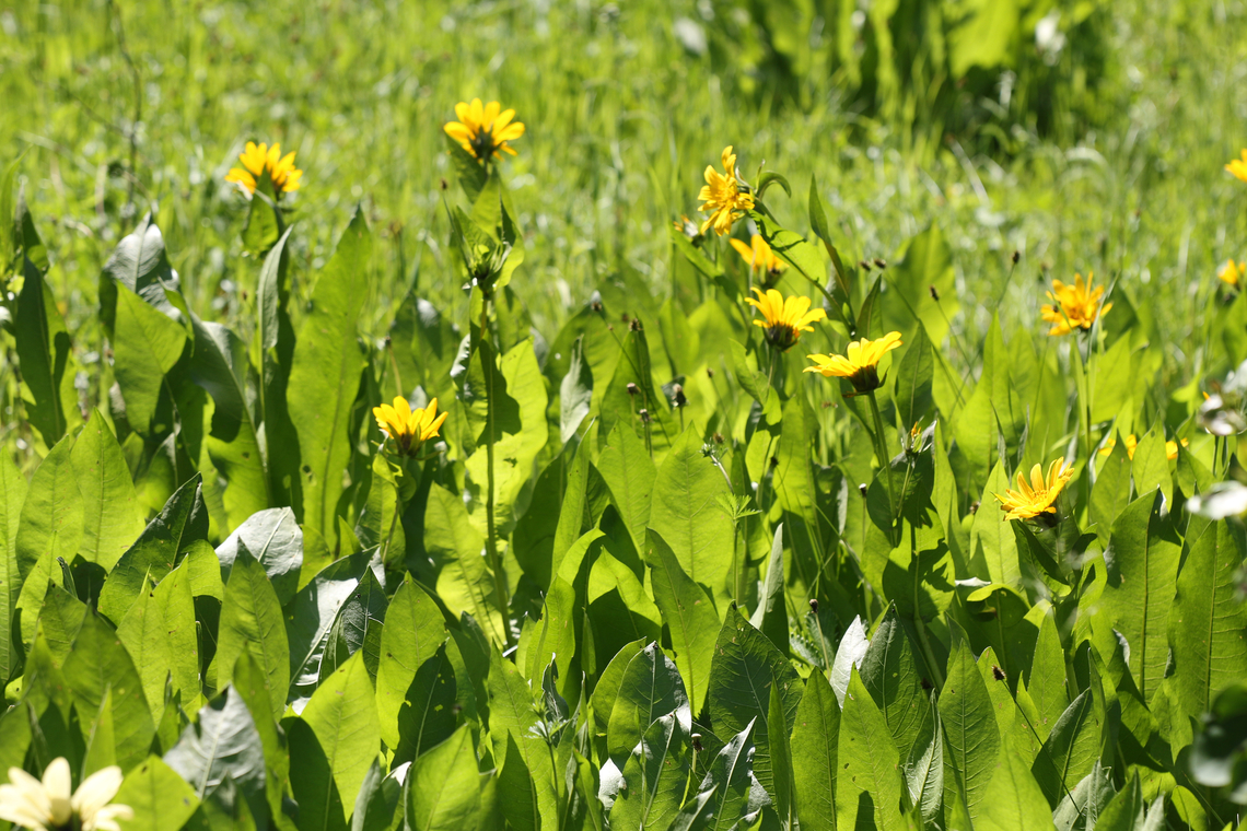 Arrowleaf Balsamroot or Balsamorhiza sagittata  Balsamorhiza sagittata,Geotagged,Summer,United States
