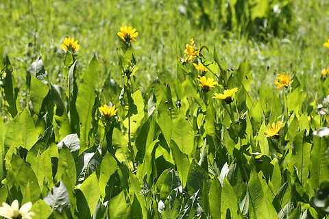 Arrowleaf Balsamroot or Balsamorhiza sagittata  Balsamorhiza sagittata,Geotagged,Summer,United States